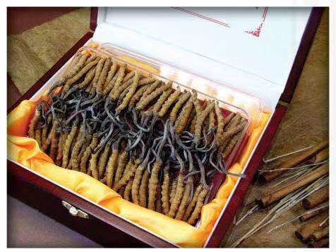 宁武冬虫夏草回收